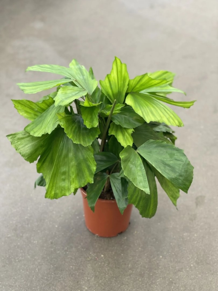 Ликуала грандис