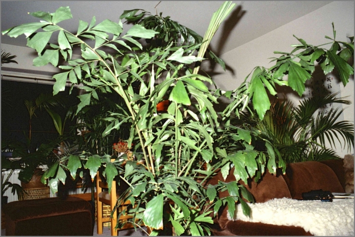 Комнатная пальма