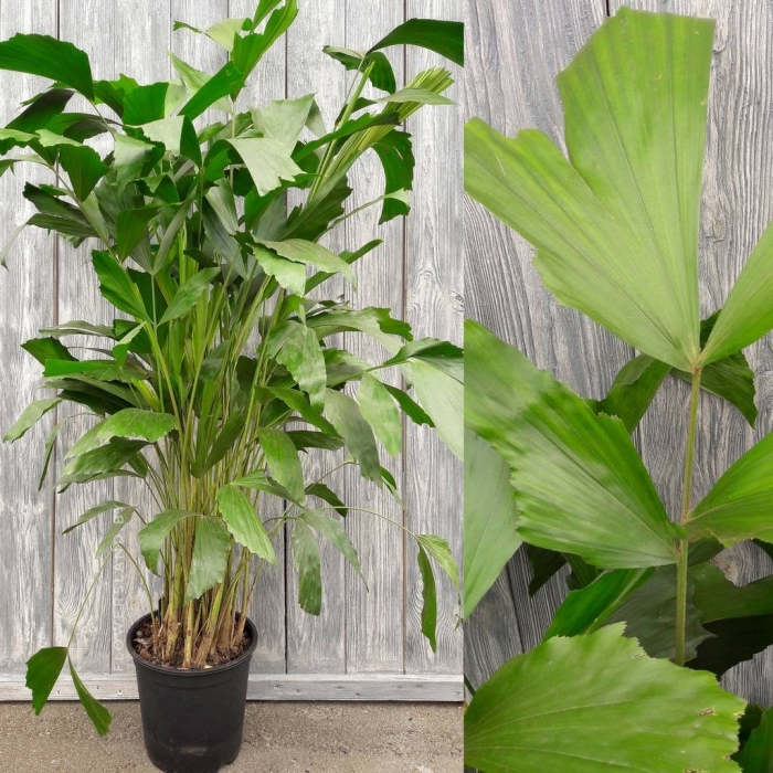 Пальма рыбий хвост кариота