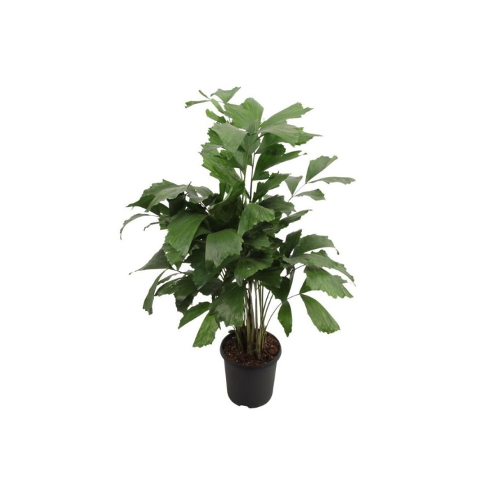 Пальма рыбий хвост кариота