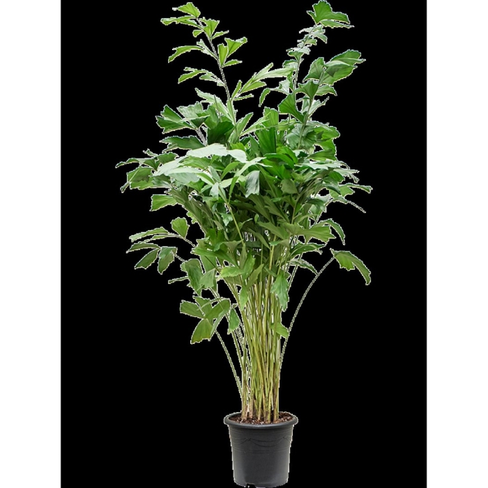 Пальма рыбий хвост кариота