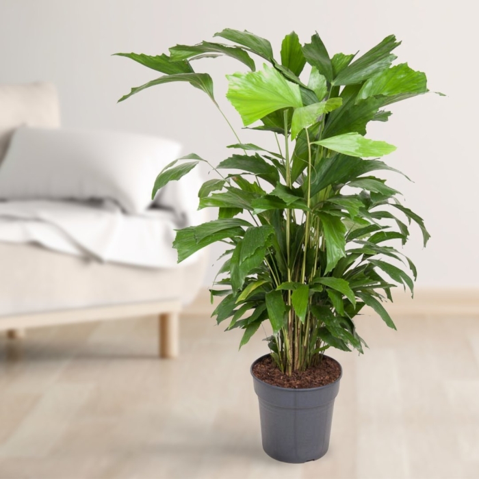 Пальма ховея