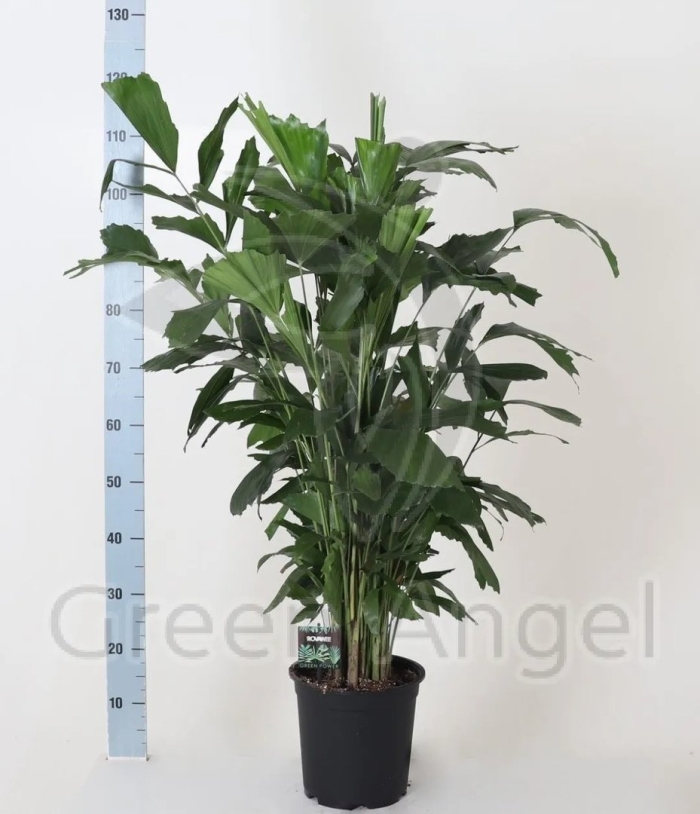 Пальма рыбий хвост кариота