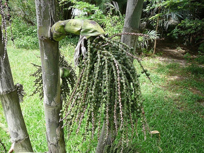 Arenga pinnata