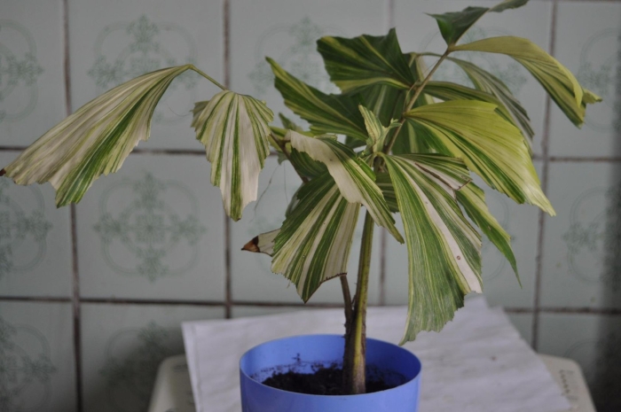 Ливистона пальма