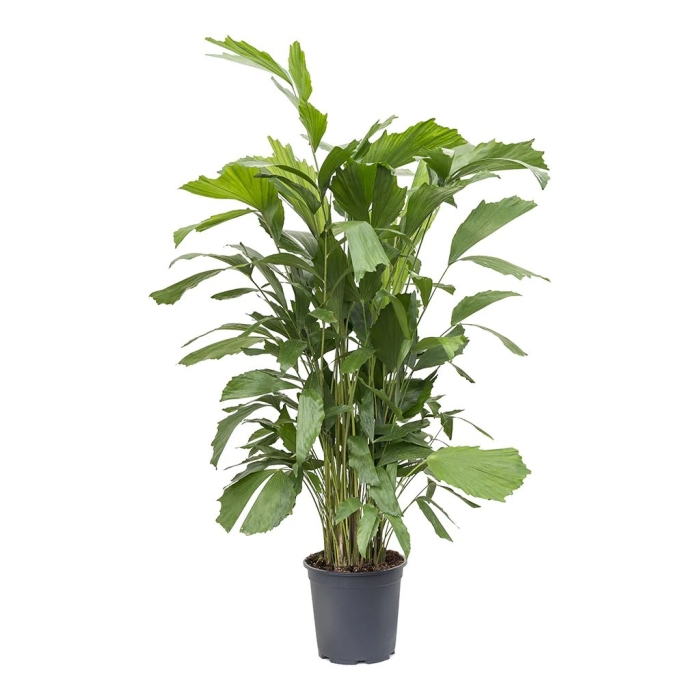 Пальма рыбий хвост кариота