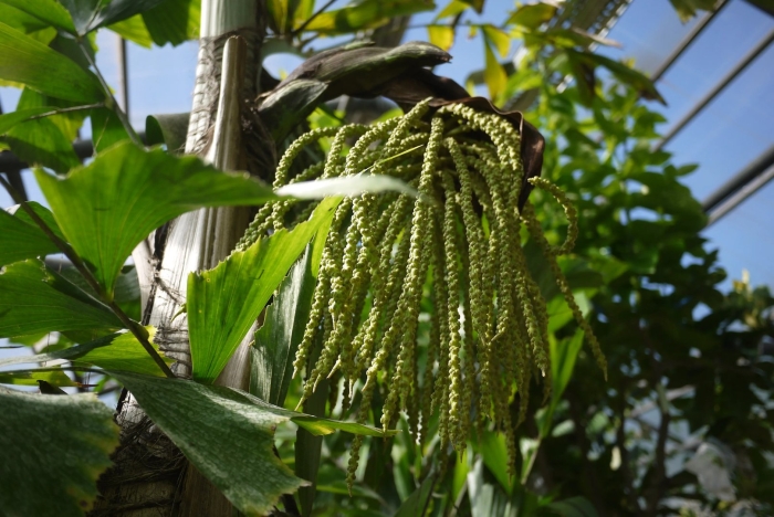 Экзотические растения