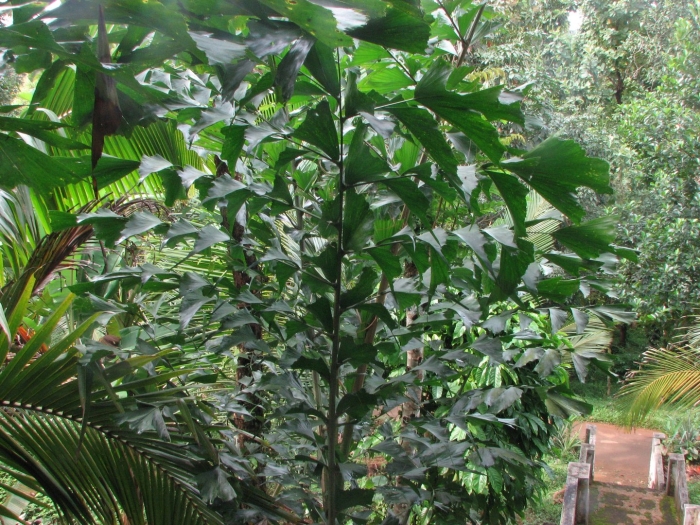 Пальма рыбий хвост кариота