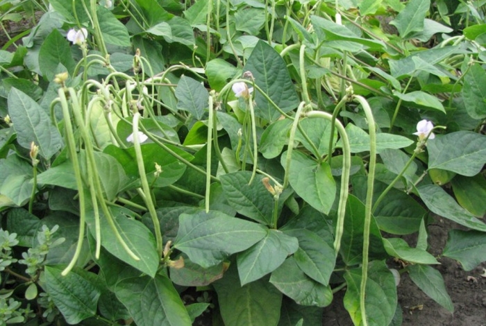 Фасоль вигна кустовая