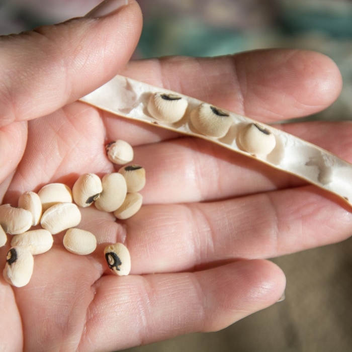 Фасоль бобы