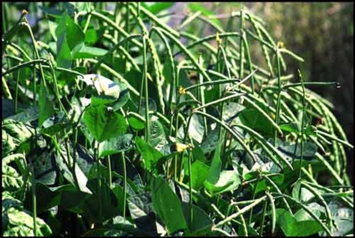 Фасоль обыкновенная (phaseolus vulgaris
