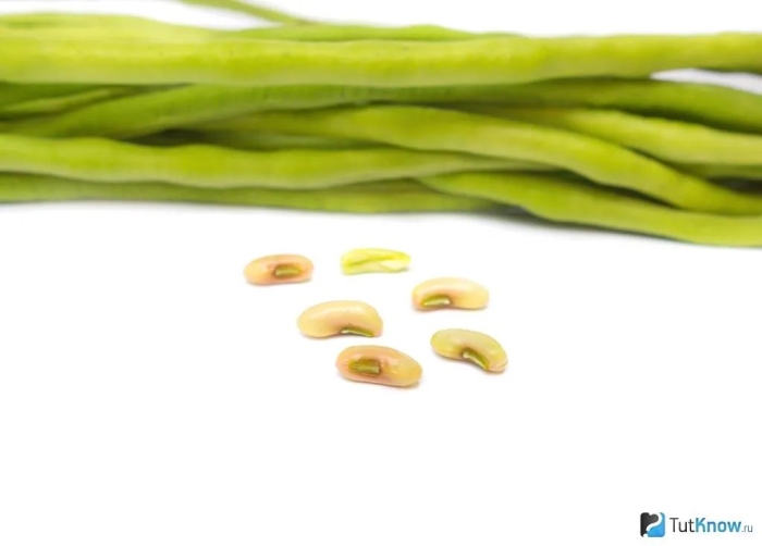 Китайская фасоль вигна