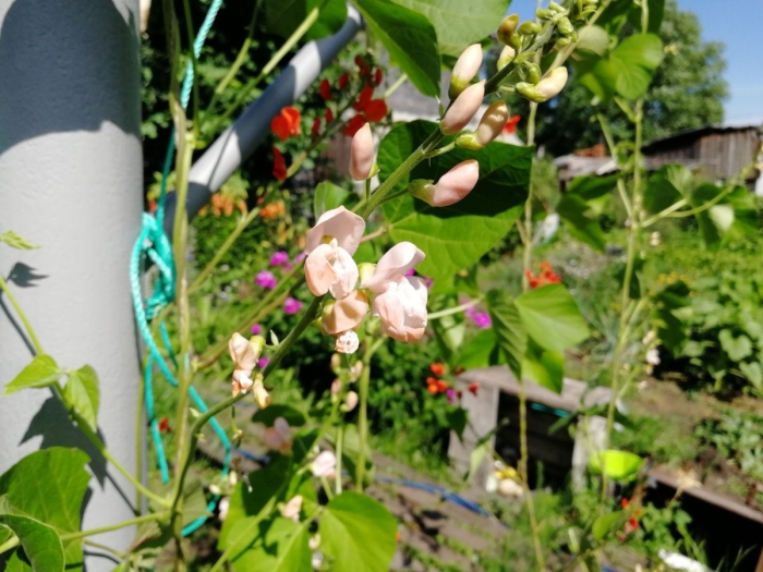 Вигна каракалла