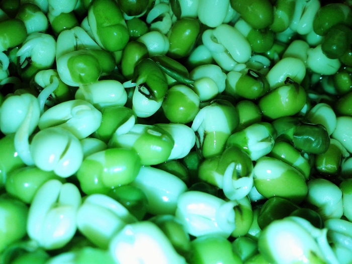 Проростки семян фасоли маш