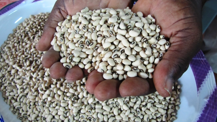 Фасоль черный глаз