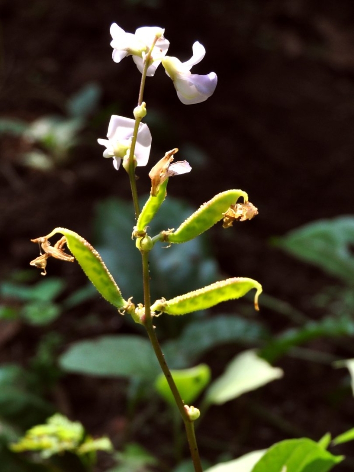 Cyamopsis tetragonoloba