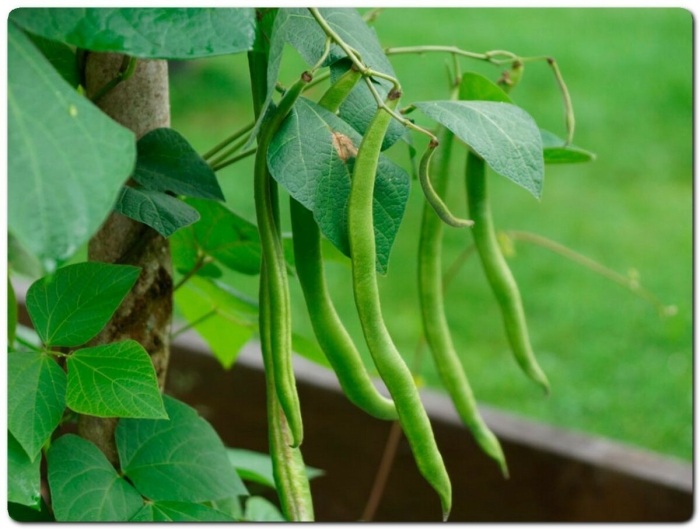 Вердигон фасоль спаржевая