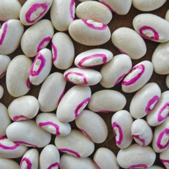 Фасоль зерновая скороспелка сорт