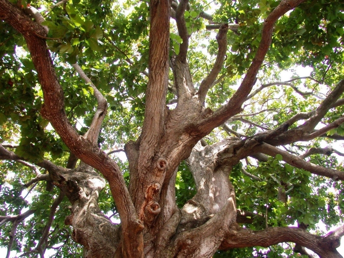 Дерево махагони