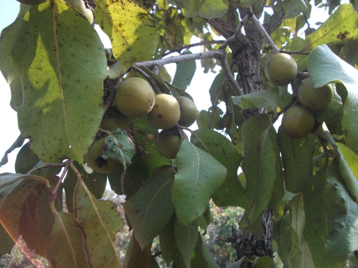 Diospyros crassiflora