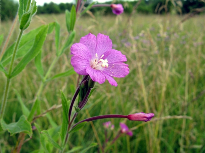 Кипрей мохнатый