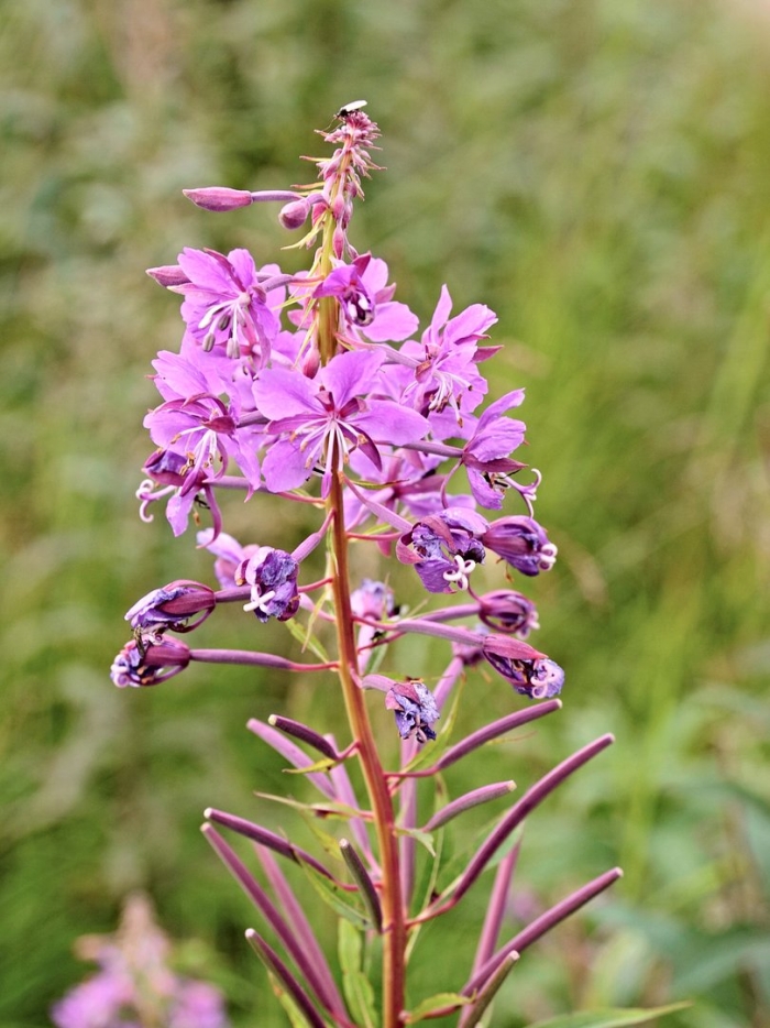 Растение иван чай