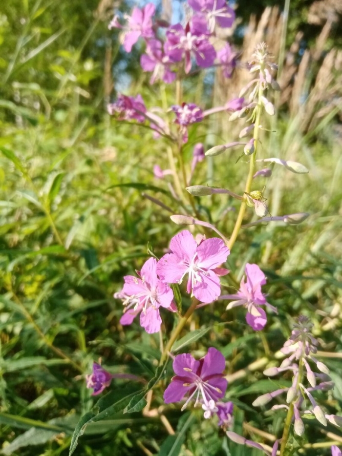 Цветок кипрей