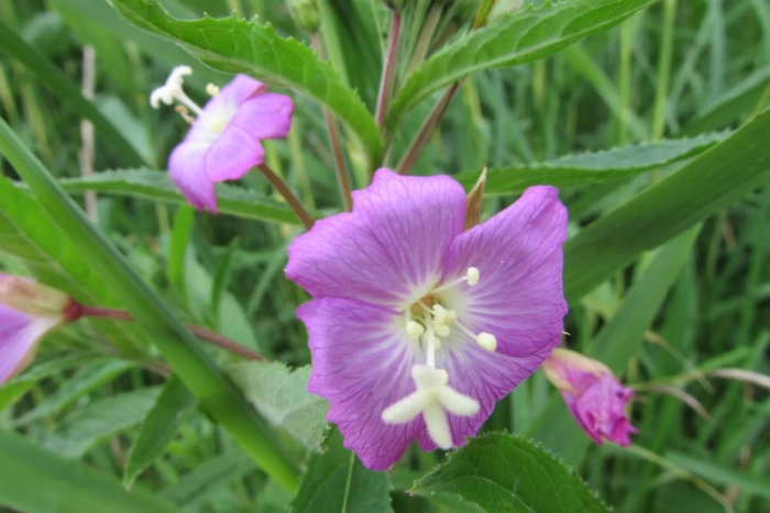 Кипрей мелкоцветковый болотный