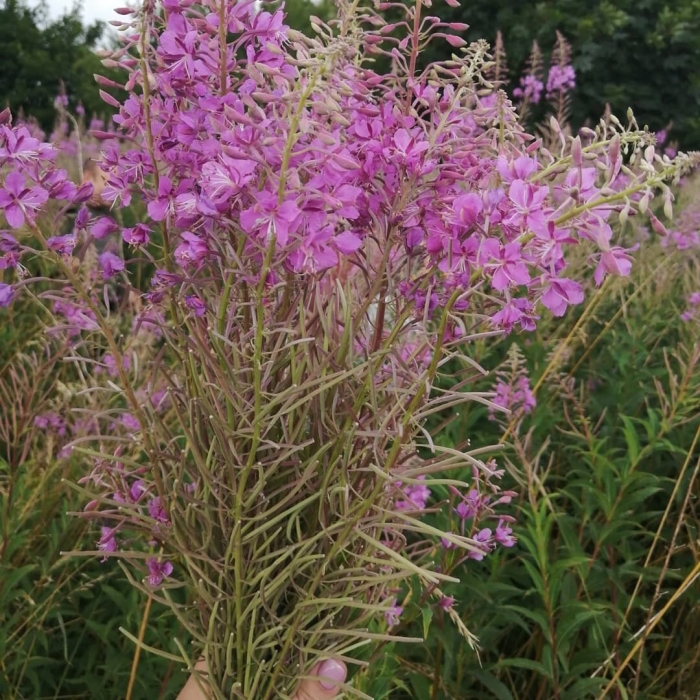 Иван чай мелкоцветковый