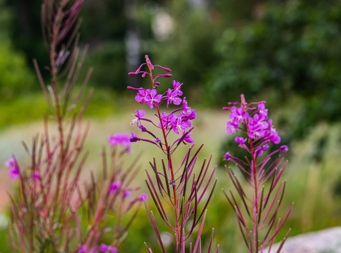 Иван чай кипрей