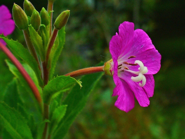 Кипрей волосистый epilobium hirsutum