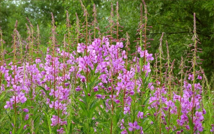 Иван чай кипрей