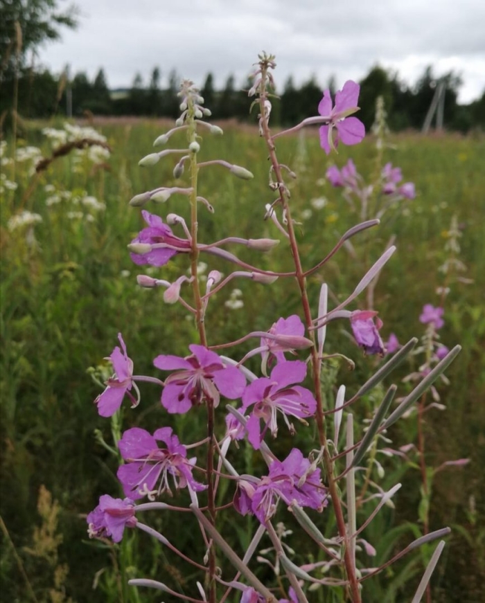 Иван чай кипрей