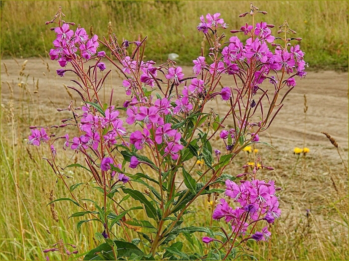 Узколистный кипрей