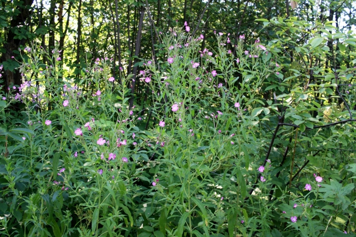 Epilobium hirsutum