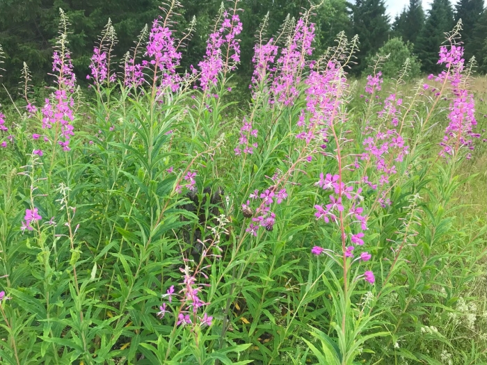 Иван чай узколистный