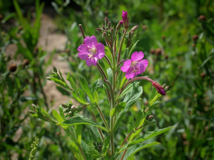 Кипрей мохнатый (epilobium hirsutum)