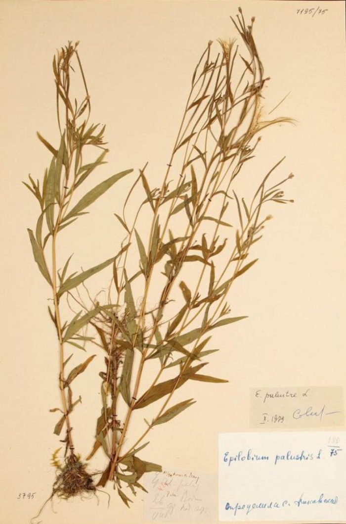 Желтушник левкойный гербарий