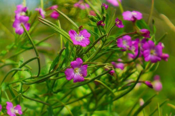 Кипрей волосистый epilobium hirsutum