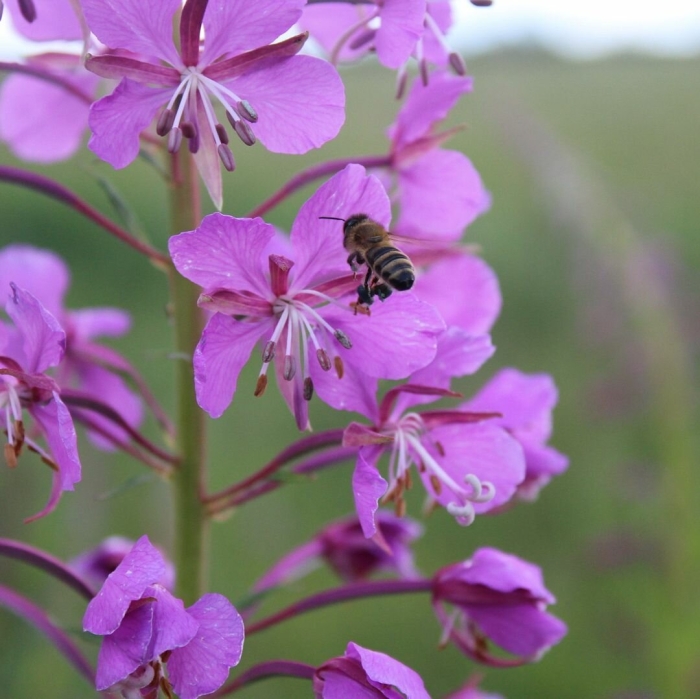 Кипрей медонос