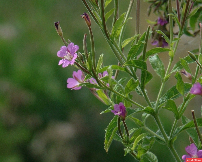 Кипрей мелколистный