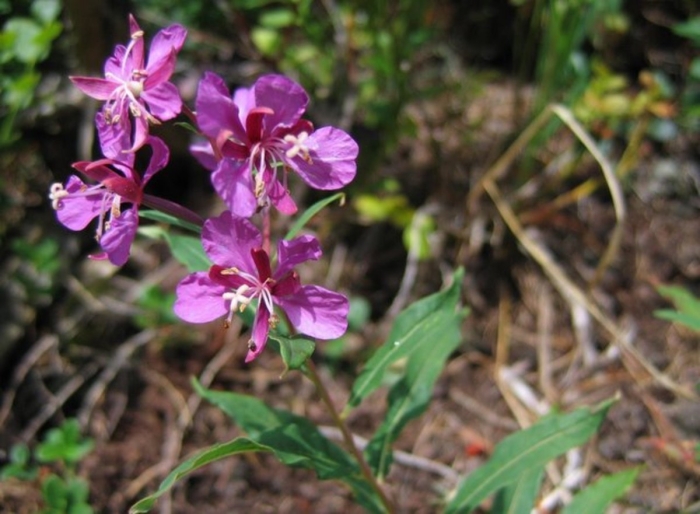 Иван чай узколистный