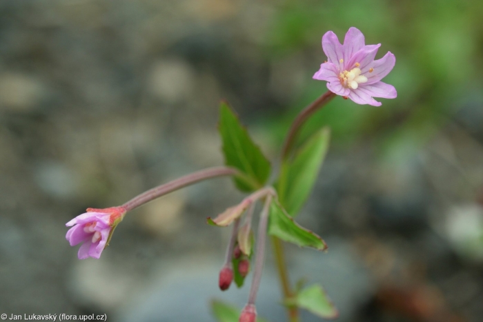 Кипрей горный epilobium montanum