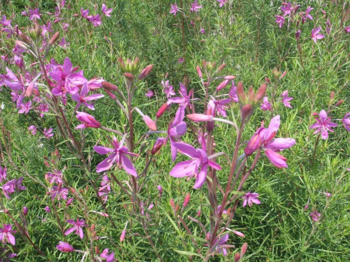Epilobium dodonaei