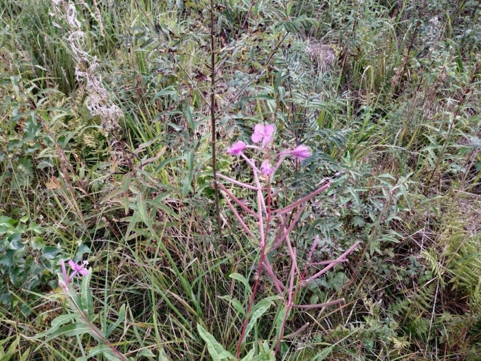 Иван чай кипрей