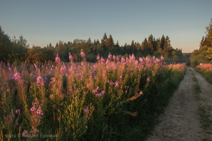 Кипрей полевой