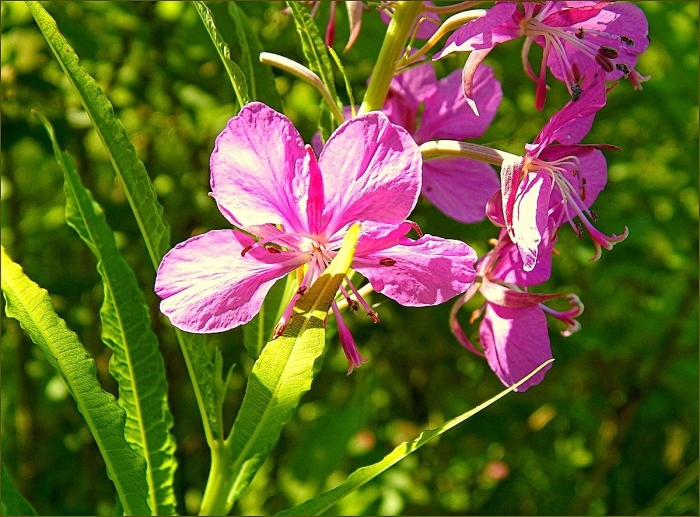 Кипрей альба