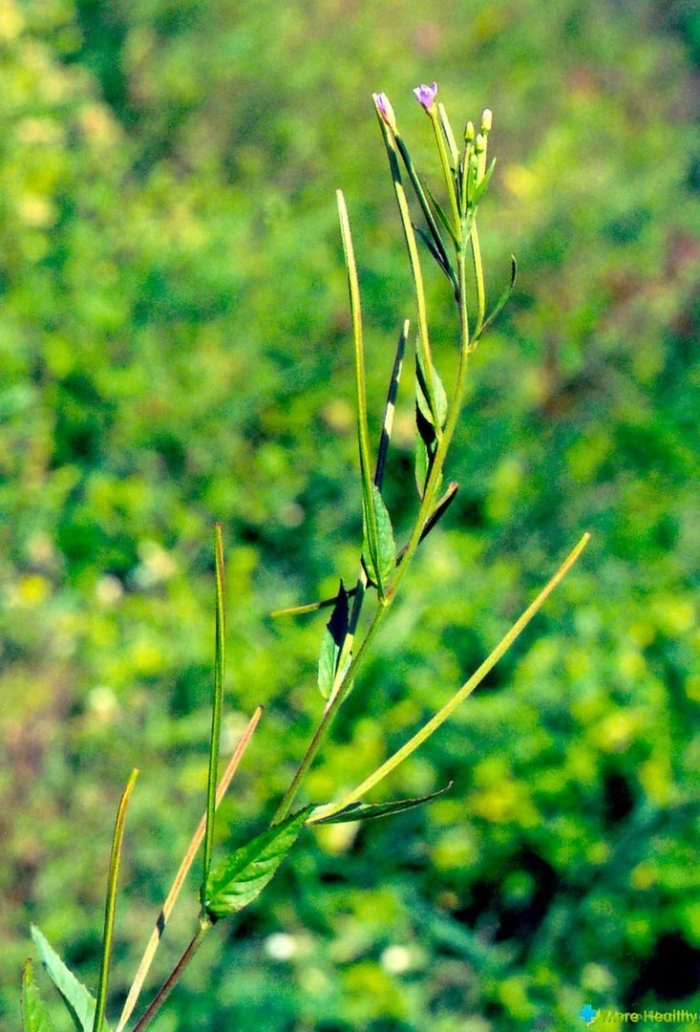 Epilobium tetragonum l.