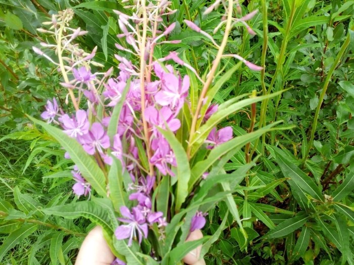 Иван чай узколистный