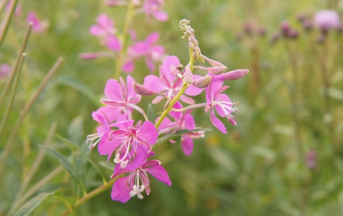 Иван чай узколистный